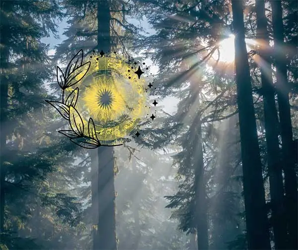 Celtycki horoskop drzew