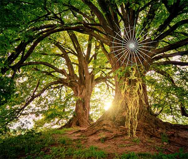 Korzyści z przytulania się do drzew
