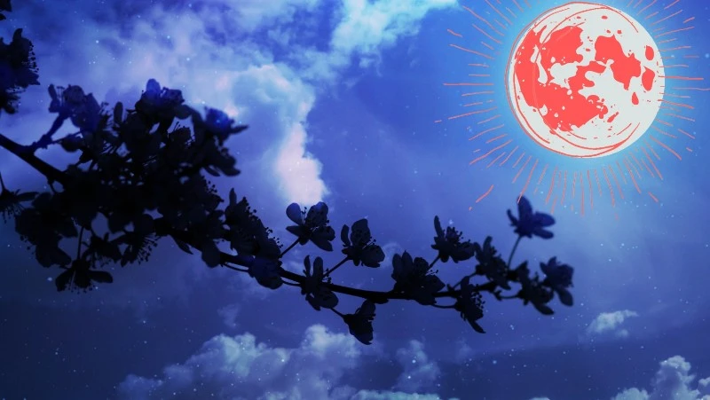 Pełnia Kwiatowego Księżyca 16 maj 2022r.