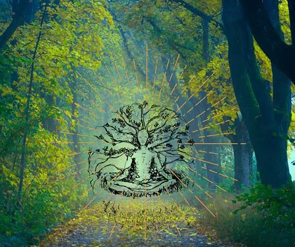 Medytacje z użyciem drzew