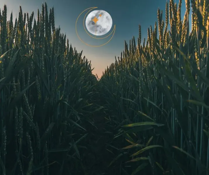 pelnia-kukurydzianego-ksiezyca-09-2024