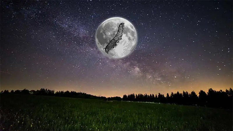 Pełnia Robaczego Księżyca 25 marca 2024 r.