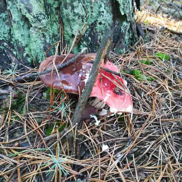 Słowianie i ich Bogowie